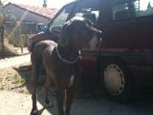 003-valery-dogue-allemand