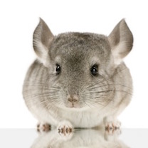 Jeune Chinchilla