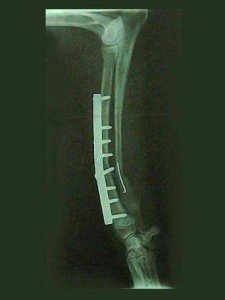 Pose d'une plaque et d'une broche, fracture du radius, chien