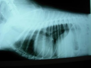 Radio du thorax, chien, profil droit