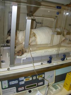 Réveil d'une de nos patientes dans l'incubateur (chienne, mastectomie)