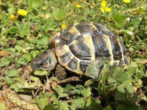 Tortue terrestre